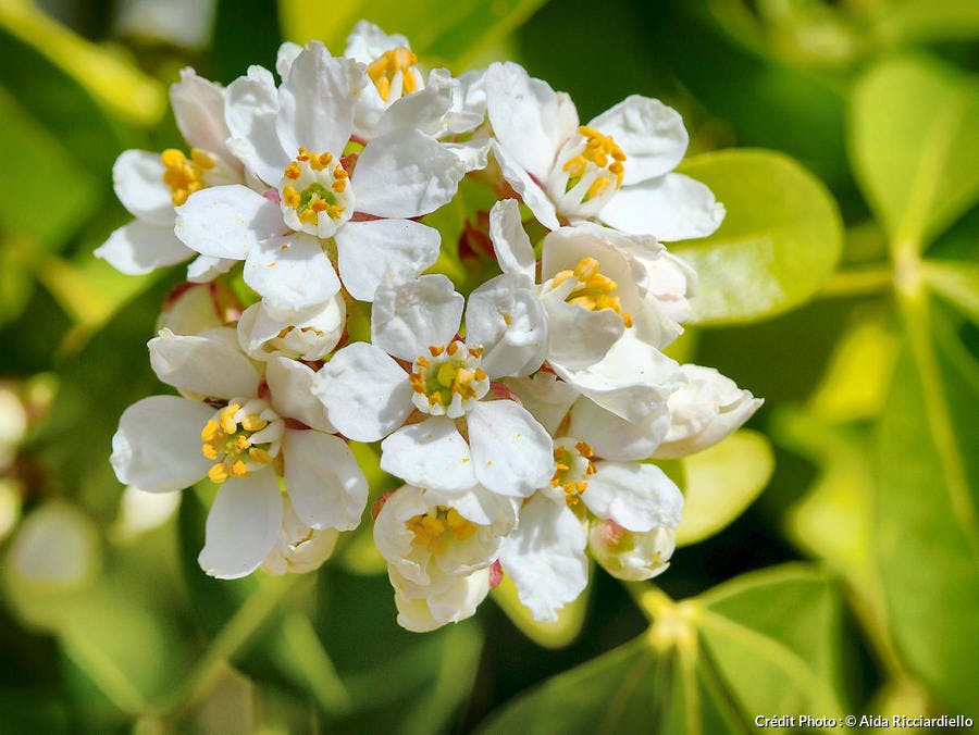 Un arbuste aux fleurs blanches et parfumées