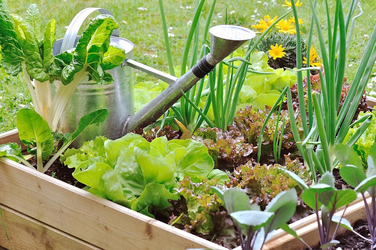 Jardinage facile : comment bouturer vos plantes au jardin et dans la maison