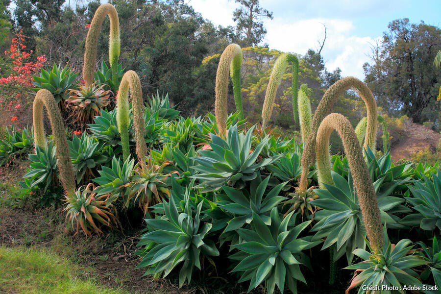 Agave attenuata