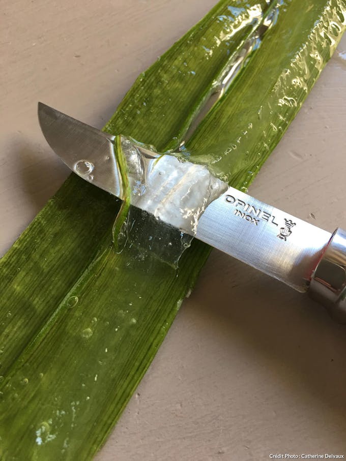 Extraction de chair d'aloe vera avec un couteau