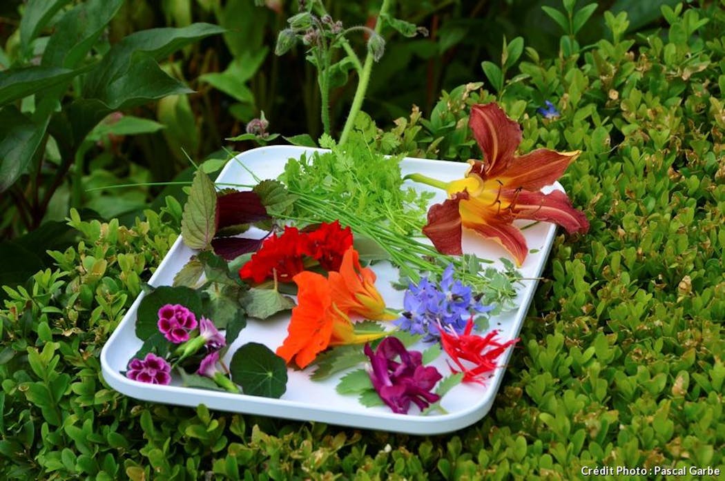 Fleurs comestibles du jardin, les cultiver et les manger