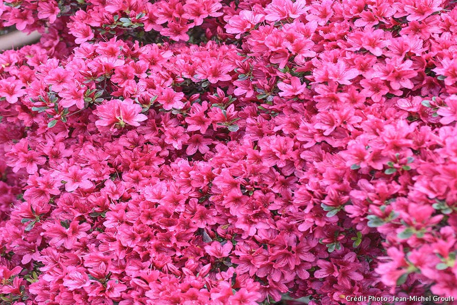 Mur rose d'azalée du Japon