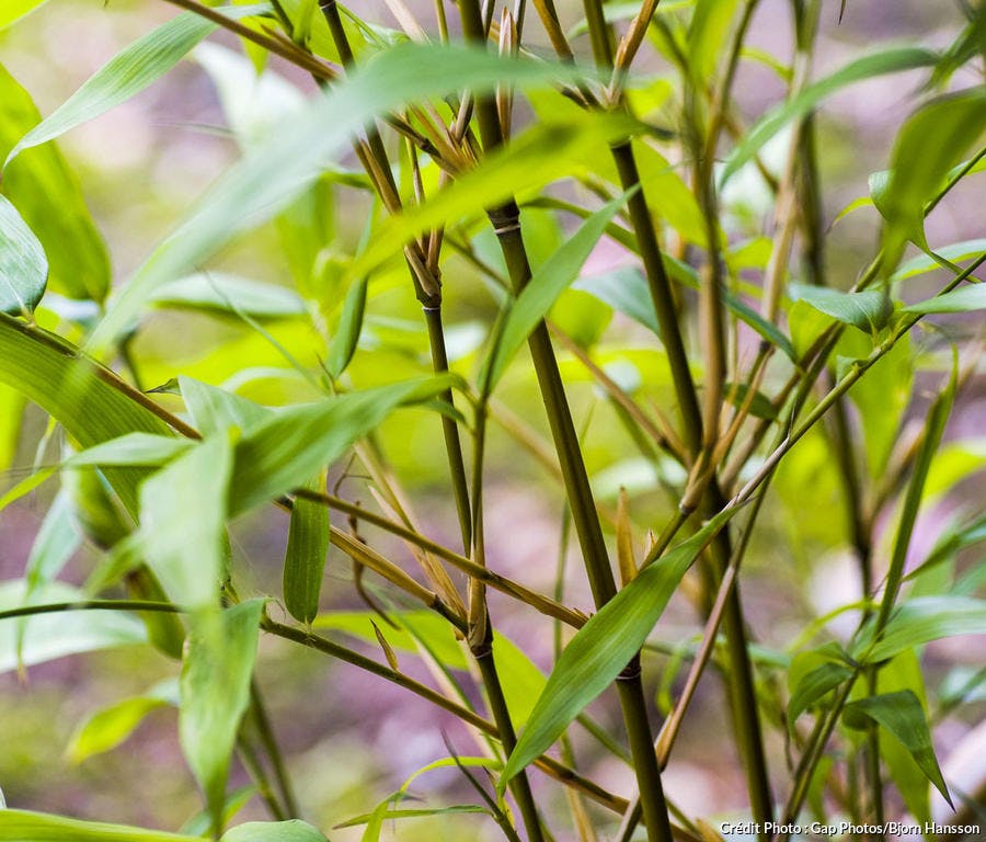 Bambou Semiarundinaria fastuosa