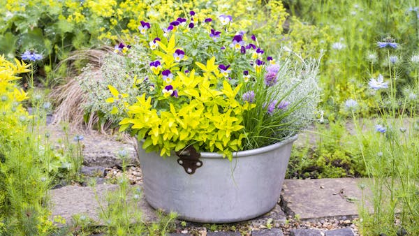 Associez aromates et fleurs comestibles dans une bassine