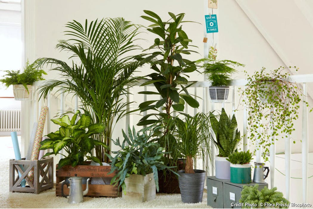 Les 12 plantes vertes d'intérieur les plus faciles