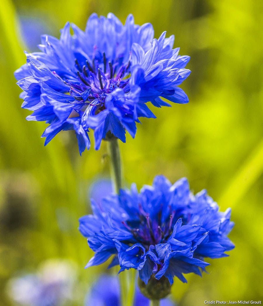 Bleuet Centaurea cyanus