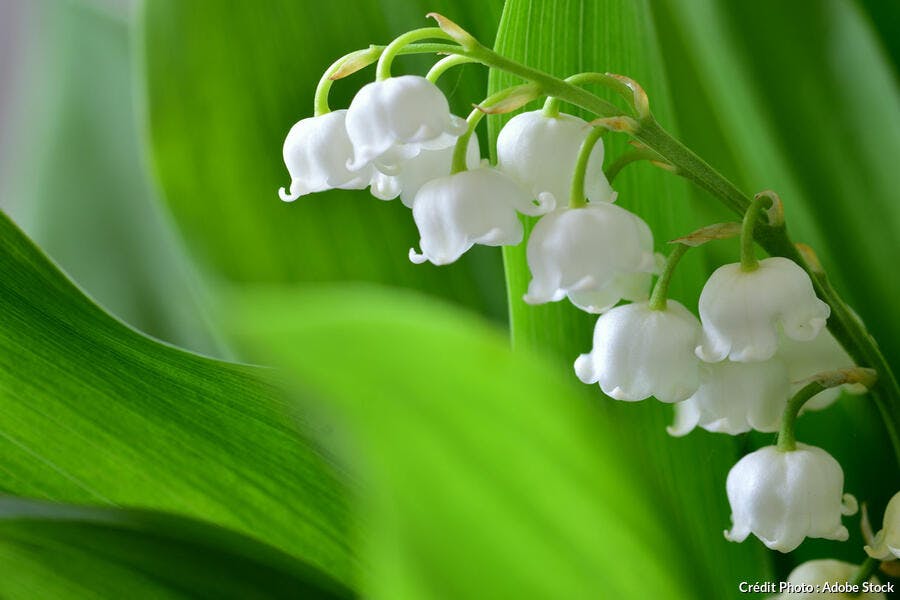 Brin de muguet