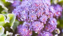 Brocoli violet : semis et culture