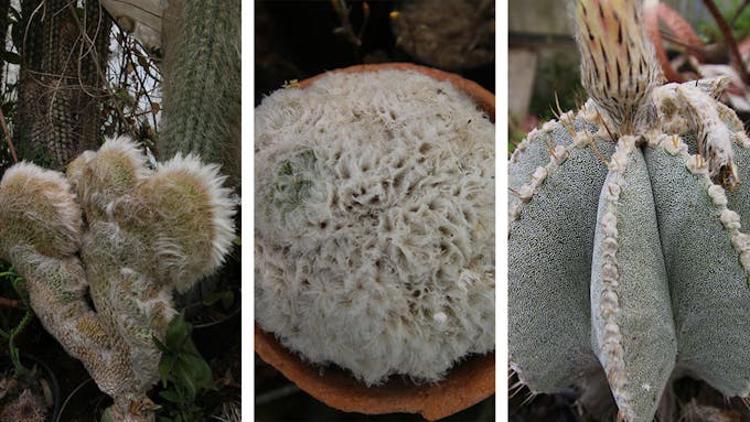 cactus bizarre