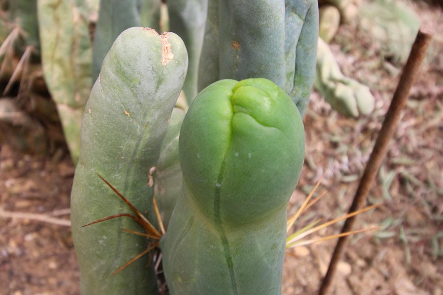 cactus zizi