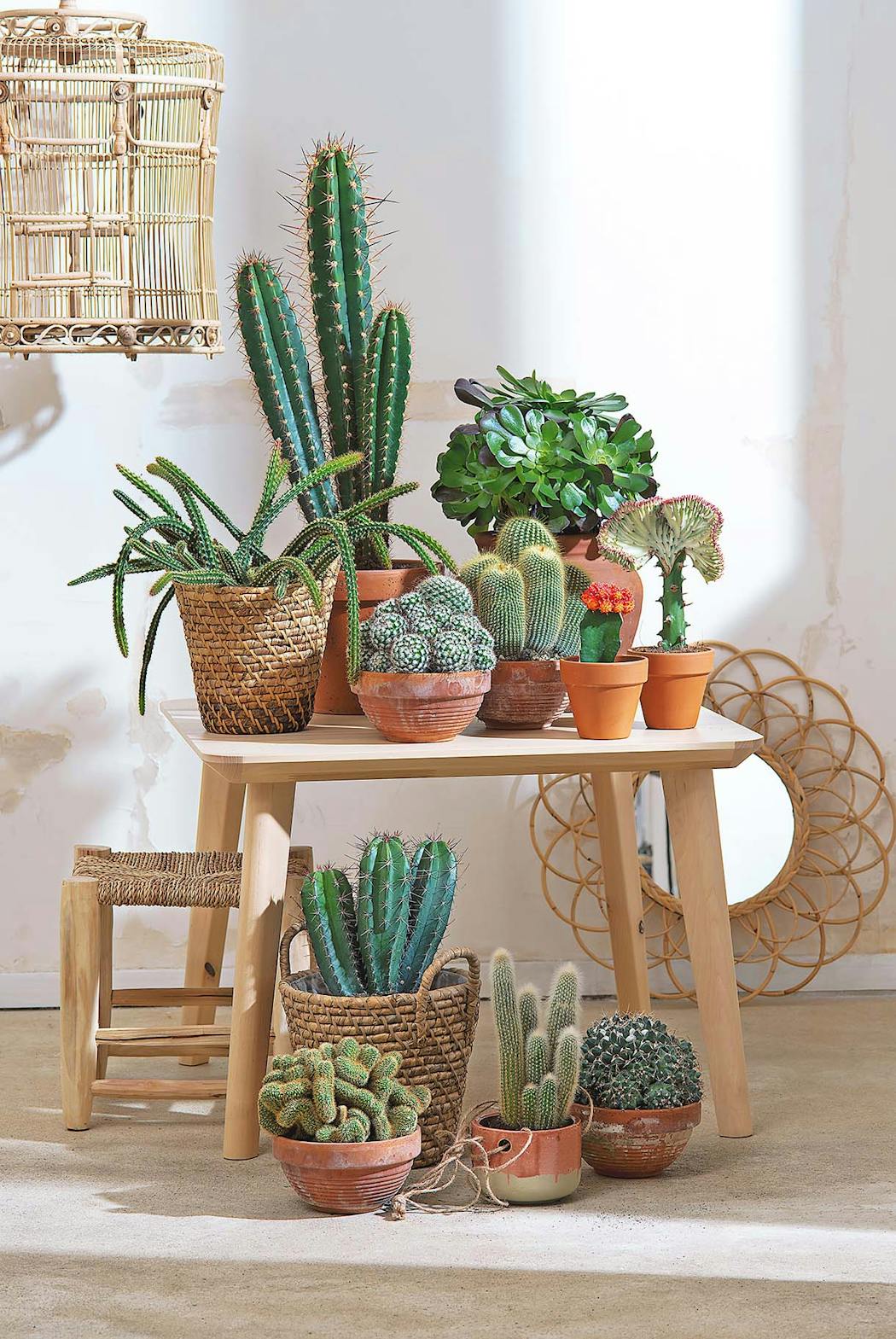 Ensemble de cactus en intérieur avec pots en terre cuite