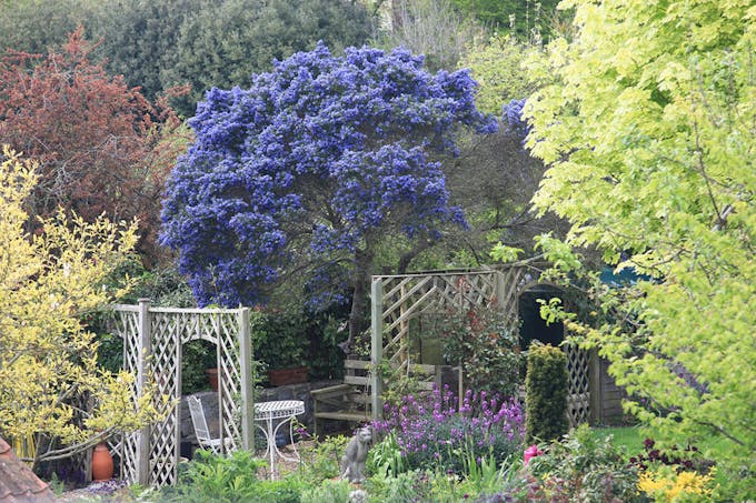 Céanothe couvert de fleurs bleues dans un jardin