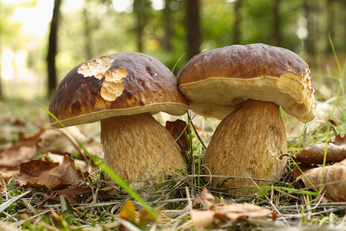 Nature. Le secret des champignons : comment poussent-ils ?
