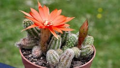 5 cactus sans soucis à faire fleurir facilement