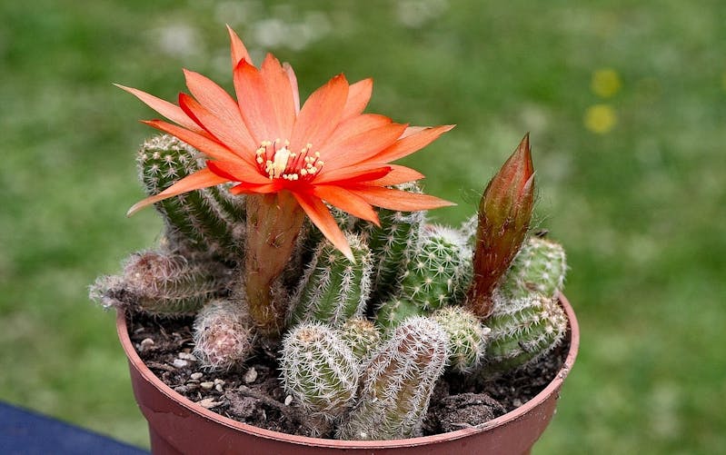 Les cactus qui fleurissent facilement