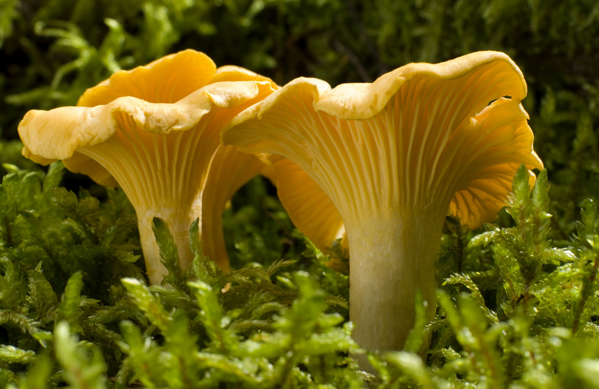 9 champignons comestibles cueillir sans crainte D tente jardin