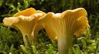 9 champignons comestibles à cueillir sans crainte
