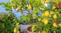 Cochenilles du citronnier : comment s’en débarrasser ?