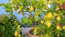Cochenilles du citronnier : comment s’en débarrasser ?