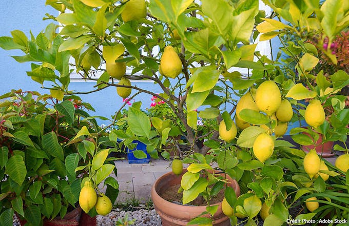 Cochenilles du citronnier : symptômes et traitement