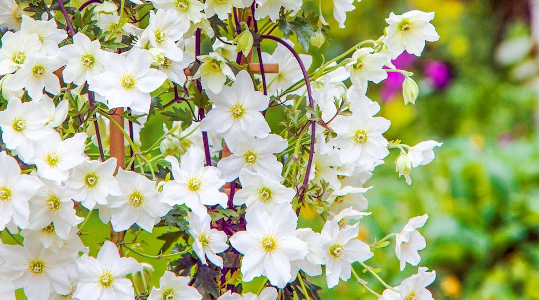 clématite précoce early sensation coloris blanc à petites fleurs