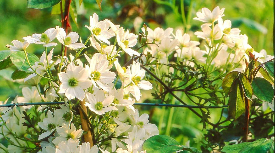 clématite précoce avalanche coloris blanc à grande fleurs