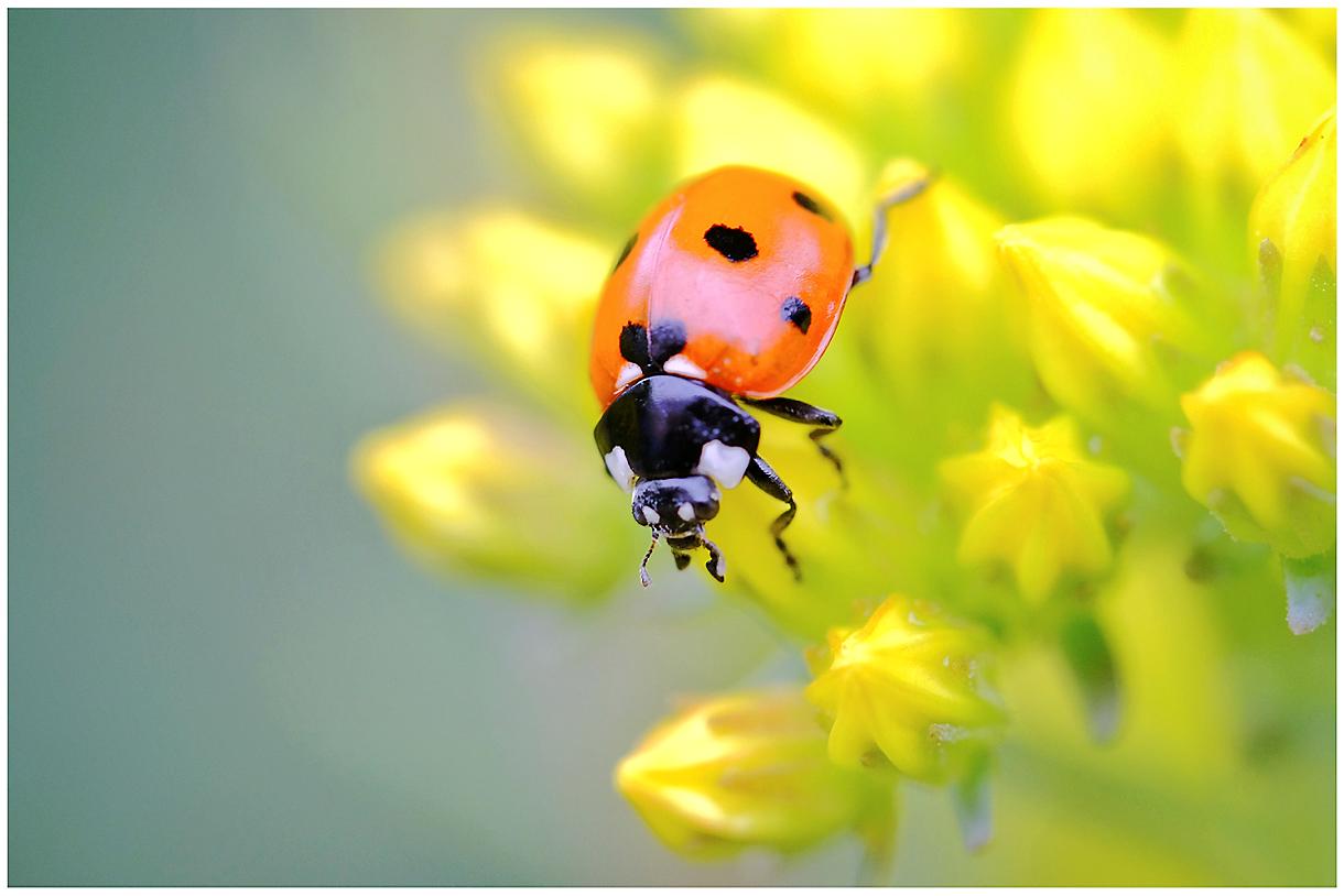 Les 3 vari t s de coccinelle les plus communes au jardin D tente