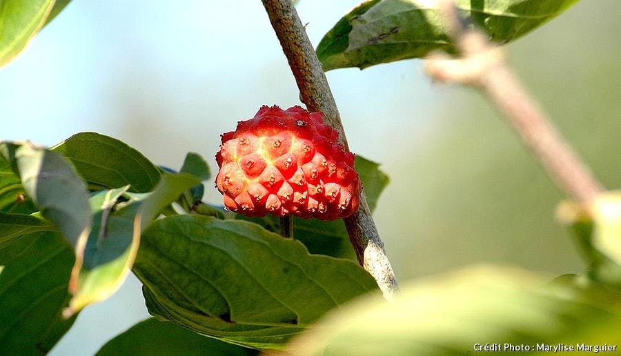 Fruit Cornus Venus
