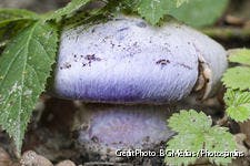 champignon violet non comestible