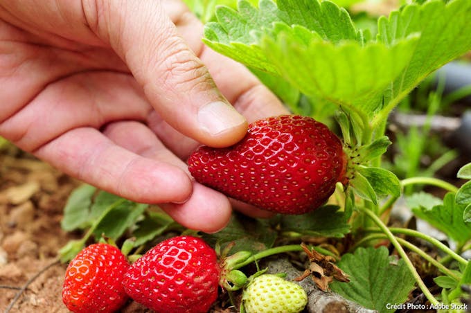 Cueillette des fraises