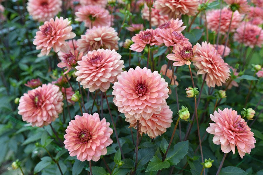 Fleurs de dahlias rose pâle