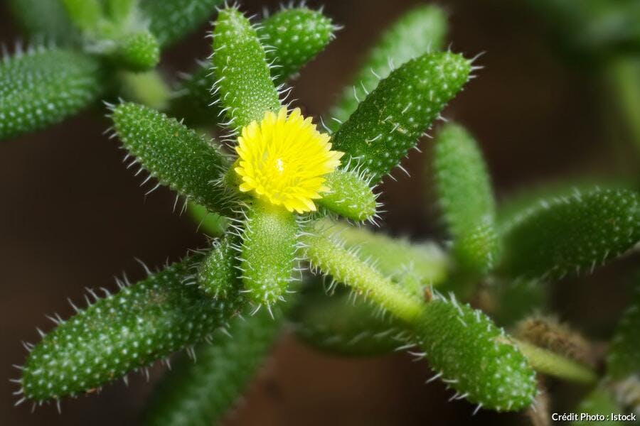 Delosperma echinatum fleur jaune