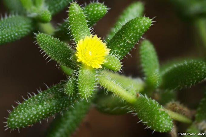 Delosperma echinatum fleur jaune