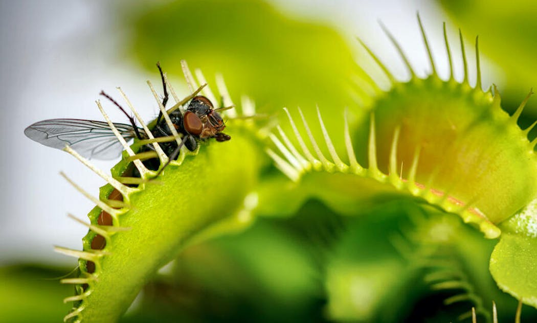 La dionée attrape-mouche : une plante étonnante