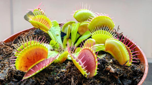 Comment entretenir Dionaea muscipula ?