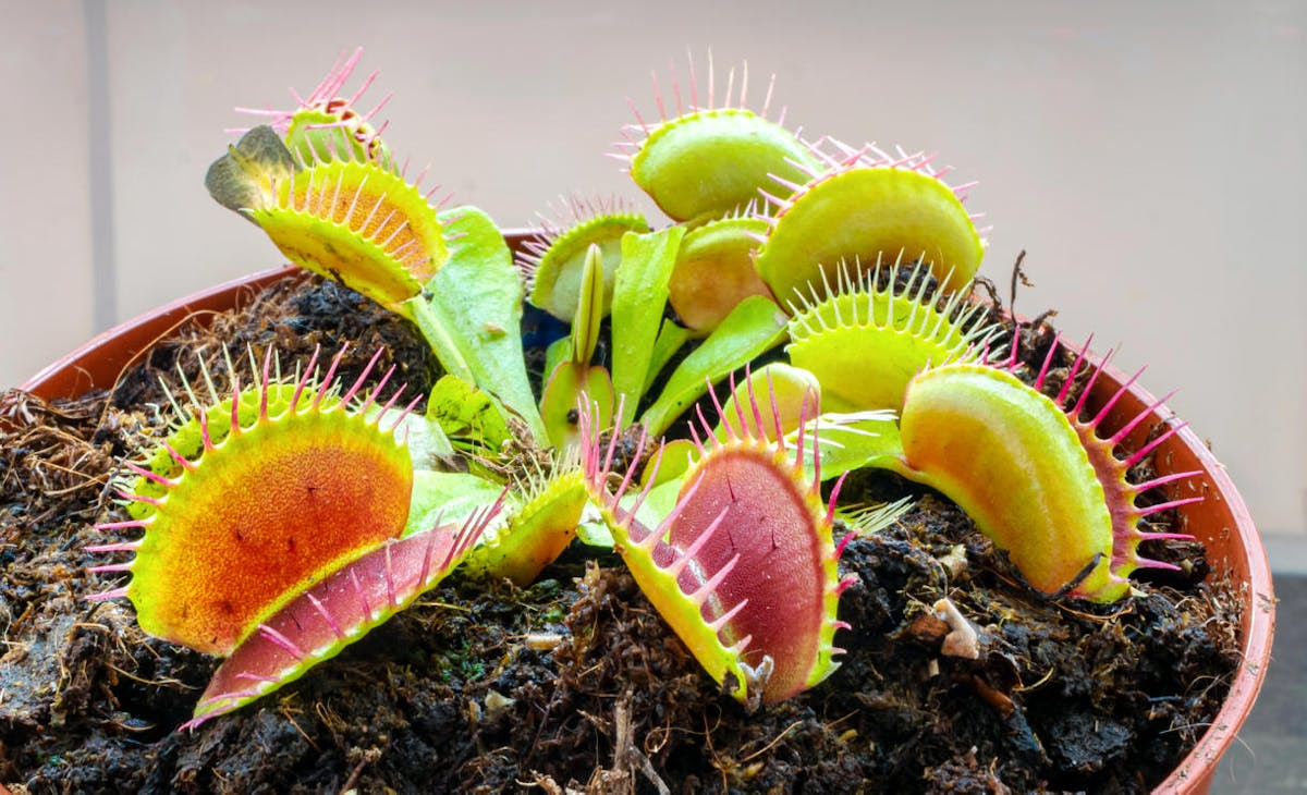 Couleurs Jardin Carthage - Les mouches envahissent votre intérieur ?  Dionaea muscipula pour s'en débarrasser et en finir avec les insectes !  🐜🦟#couleursjardin #plantecarnivore #dioneamuscipula