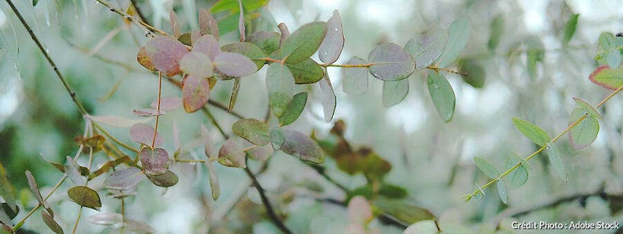 Feuilles d'eucalyptus, Herbes