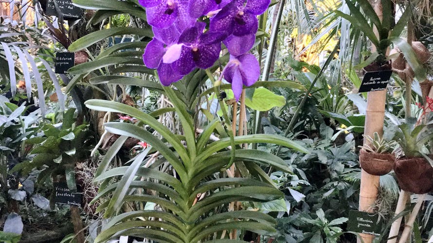 Orchidée suspendue dans les serres du jardin des Plantes de Paris