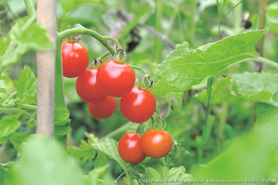 Culture de la tomate cerise