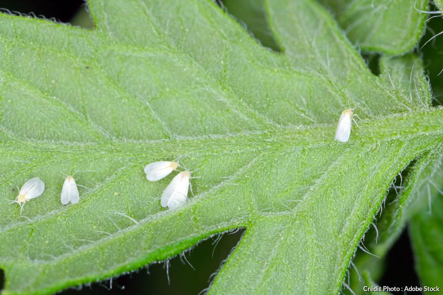 Traiter les parasites et maladies des tomates Détente jardin — free download