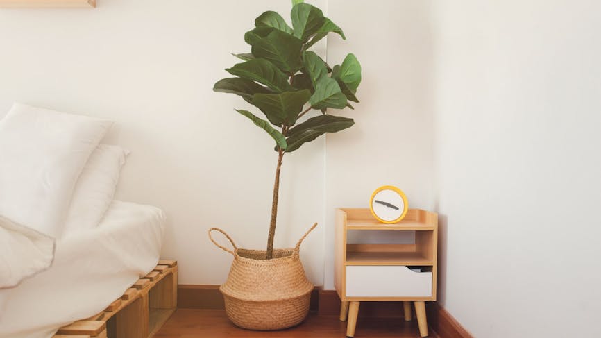 Ficus lyrata dans un pot, dans une chambre