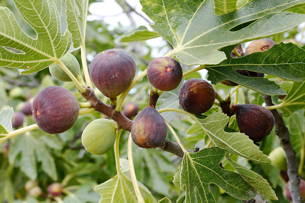 Arbre fruitier : taille, plantation et culture [Guide] | Détente jardin