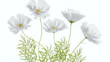 Les plus belles fleurs blanches du jardin en photos