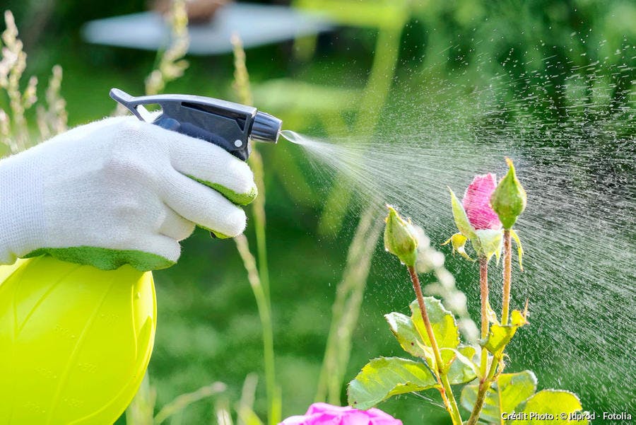 Faire Un Insecticide Naturel Maison En