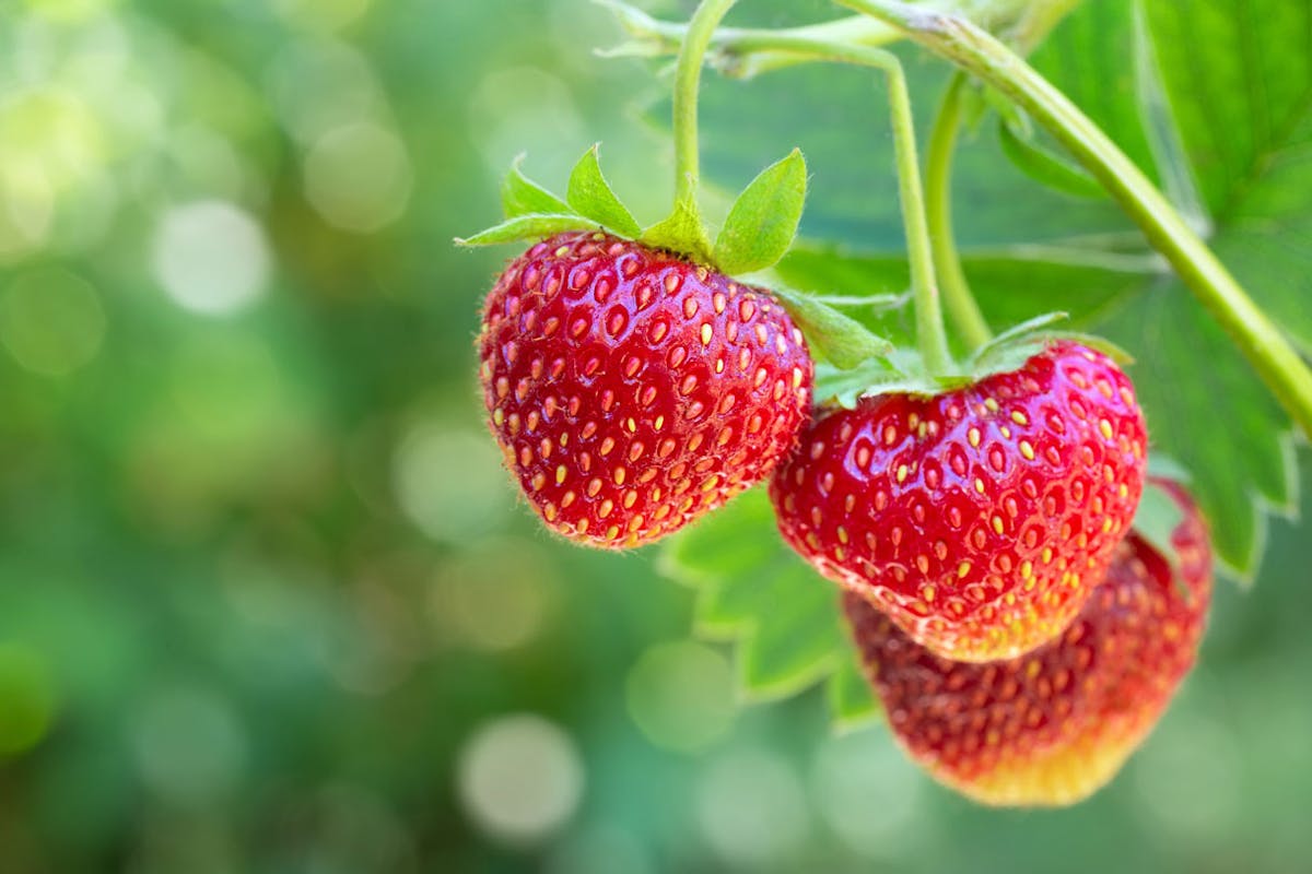 Tout savoir sur le choix et la préparation des fraises 