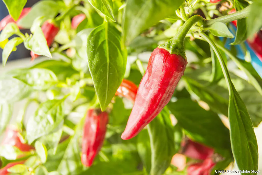 Comment Faire Pousser Du Paprika A La Maison