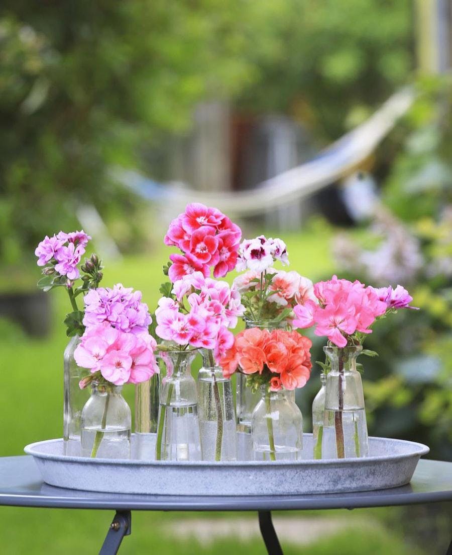 vases avec des fleurs de géraniums