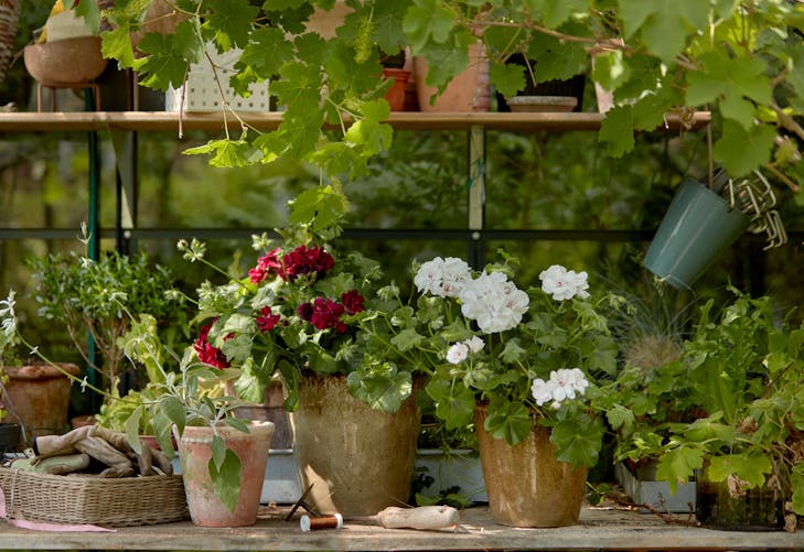 Terreaux plantes d'intérieur : Entretien et arrosage des plantes d'intérieur  et maison - botanic®