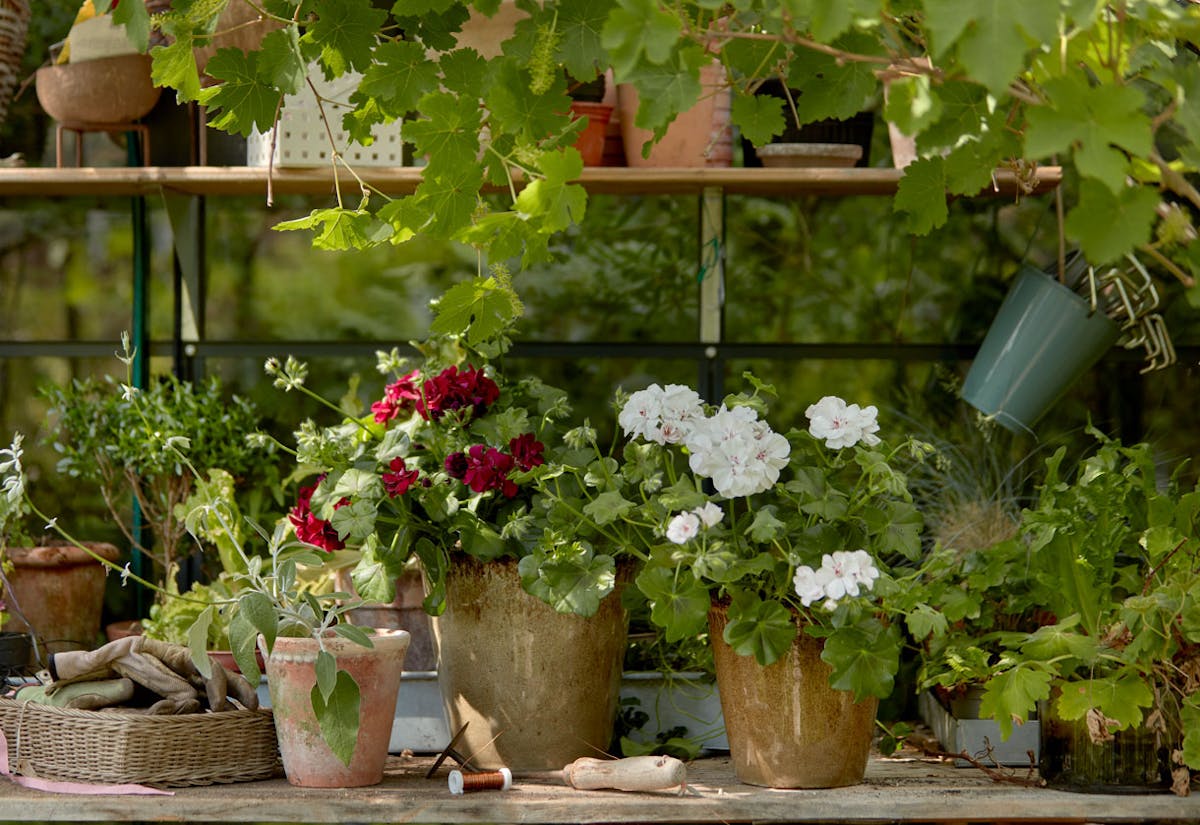 Gel au balcon, plantes en danger - Jardins de France