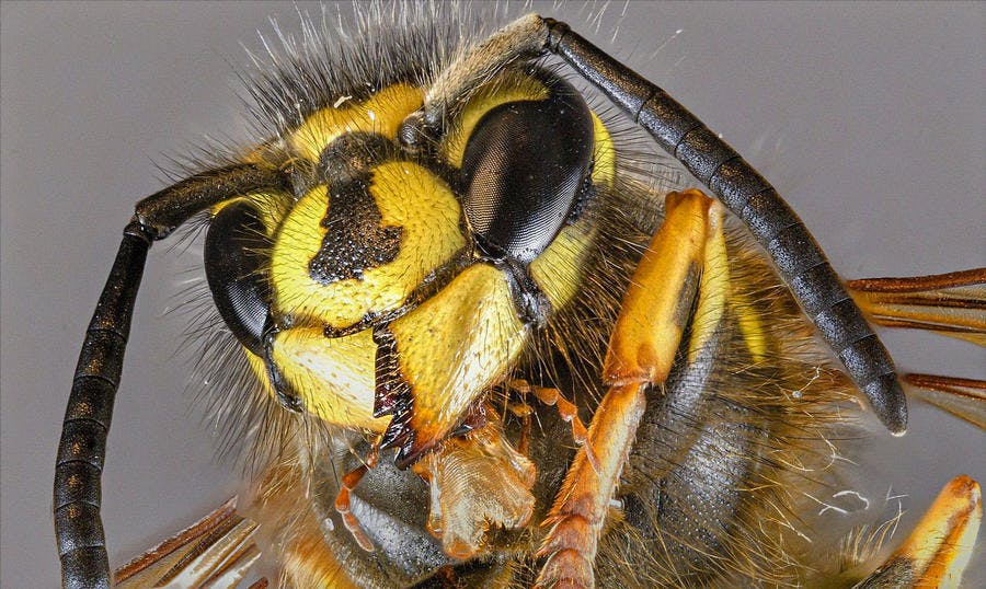 Vespula vulgaris ou guêpe commune